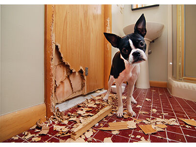 Calming Aids for Dogs